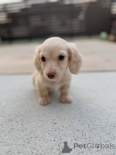 Photo №3. Healthy, Playful Mini Dachshunds Looking for Forever Families. Austria