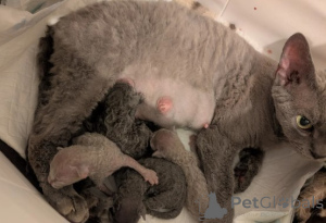 Photo №3. Devon Rex Kittens. Germany