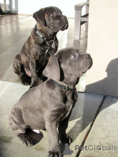 Photo №2 to announcement № 161085 for the sale of cane corso - buy in Germany breeder