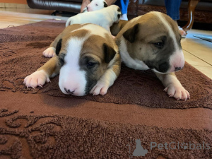 Photo №2 to announcement № 173378 for the sale of bull terrier - buy in Belgium 