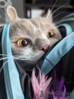 Photo №3. Shorthair British Male kitten. Belgium