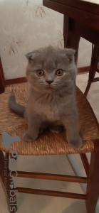 Photo №1. scottish fold - for sale in the city of Монсегюр | negotiated | Announcement № 19725