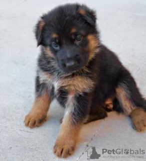 Photo №1. german shepherd - for sale in the city of Lisbon | negotiated | Announcement № 126877