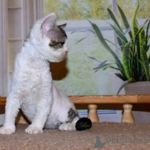 Photo №4. I will sell devon rex in the city of Berlin. breeder - price - 471$