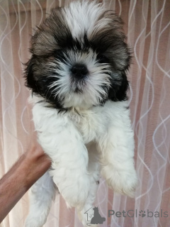 Photo №4. I will sell lhasa apso, maltipu, pomeranian, poodle (toy), shih tzu in the city of Tallinn. private announcement, from nursery, from the shelter, breeder - price - 723$