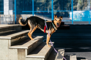 Additional photos: Mixed German Shepherd Count in good hands