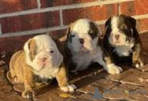 Photo №1. english bulldog - for sale in the city of Vienna | 1032$ | Announcement № 165437