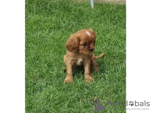 Photo №1. cavalier king charles spaniel - for sale in the city of Regensburg | 475$ | Announcement № 41662