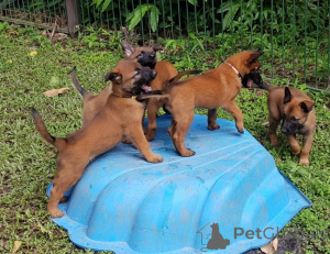 Photo №1. malinois - for sale in the city of Tampere | negotiated | Announcement № 175136