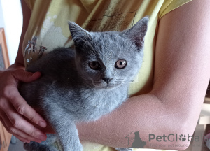 Additional photos: The British Shorthair Kittens