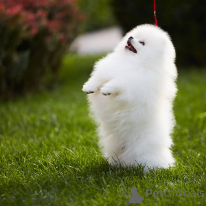 Photo №3. Pomeranian spitz puppies. Austria