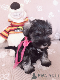 Photo №1. schnauzer - for sale in the city of Kharkov | 722$ | Announcement № 9523