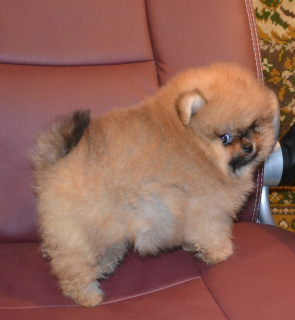 Photo №1. pomeranian - for sale in the city of Москва | 787$ | Announcement № 5225