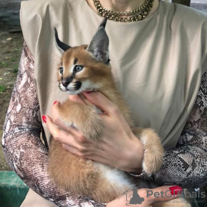 Photo №3. Caracal serval and F1 Savannah kittens available. Germany