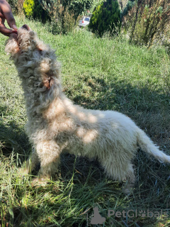 Photo №2 to announcement № 110018 for the sale of lagotto romagnolo - buy in Romania breeder