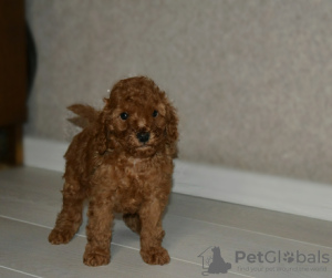 Photo №2 to announcement № 13650 for the sale of poodle (dwarf) - buy in Belarus breeder