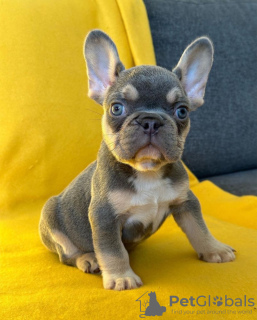 Photo №2 to announcement № 42044 for the sale of french bulldog - buy in Germany private announcement