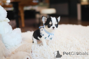 Photo №4. I will sell chihuahua in the city of Cold Spring Harbor. breeder - price - negotiated