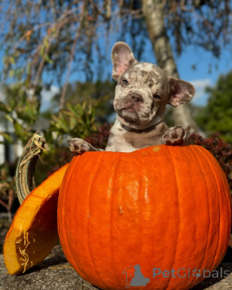 Photo №2 to announcement № 150637 for the sale of french bulldog - buy in Germany from the shelter, breeder