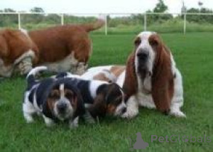 Photo №1. basset hound - for sale in the city of Франкфурт-на-Майне | negotiated | Announcement № 138431