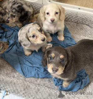 Photo №4. I will sell dachshund in the city of Dresden. breeder - price - negotiated