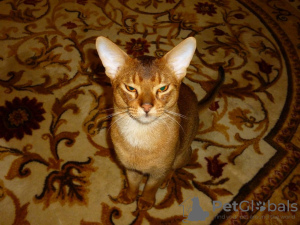 Photo №3. Abyssinian cat Vyatka Moscow in Russian Federation. Announcement № 131744