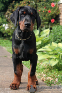 Photo №1. dobermann - for sale in the city of Inwil | 235$ | Announcement № 129271