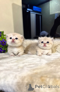 Photo №1. munchkin - for sale in the city of Tashkent | negotiated | Announcement № 168964