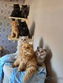 Photo №1. british longhair - for sale in the city of Vienna | 599$ | Announcement № 163816