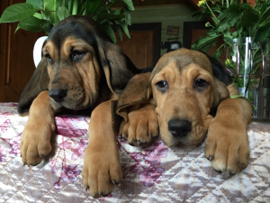 Photo №1. bloodhound - for sale in the city of St. Petersburg | Negotiated | Announcement № 1467