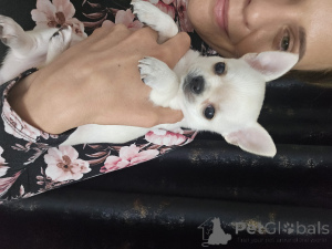 Photo №4. I will sell chihuahua in the city of Warsaw. breeder - price - 941$