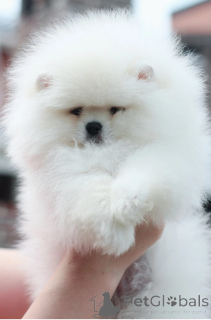 Photo №2 to announcement № 137884 for the sale of pomeranian - buy in Armenia private announcement, from nursery, breeder
