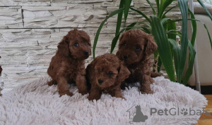 Additional photos: Toy red poodle puppies for sale