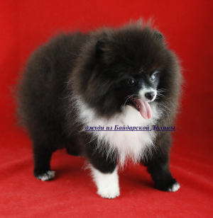 Additional photos: very very little girl Pomeranian