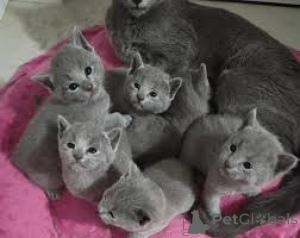 Photo №4. I will sell russian blue in the city of Leipzig.  - price - negotiated