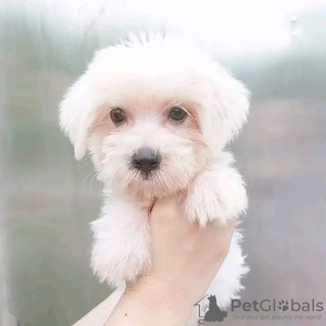 Photo №1. maltese dog - for sale in the city of Sydney | 423$ | Announcement № 89918