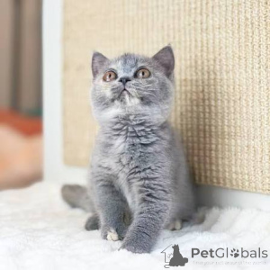 Photo №3. Chatons British Shorthair disponibles à la vente.. Belgium