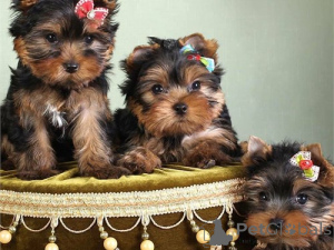 Photo №1. yorkshire terrier - for sale in the city of Kiawah Island | negotiated | Announcement № 168784