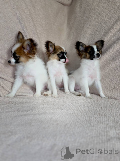 Photo №1. papillon dog - for sale in the city of Minsk | 242$ | Announcement № 169125