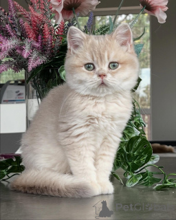 Photo №4. I will sell chinchilla cat in the city of Munich. breeder - price - negotiated