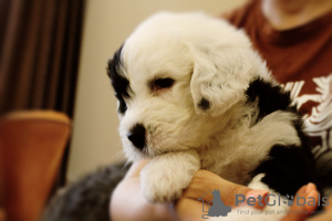 Additional photos: The Old English Sheepdog puppies