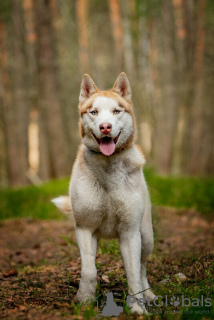 Additional photos: Handsome husky Hart is in good hands