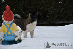 Photo №3. American Akita. Serbia