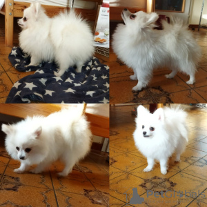 Photo №4. I will sell pomeranian in the city of Kharkov. private announcement, from nursery - price - 770$