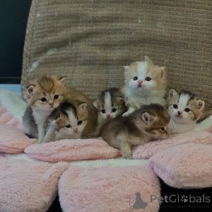 Photo №1. british longhair - for sale in the city of Berlin | negotiated | Announcement № 161184