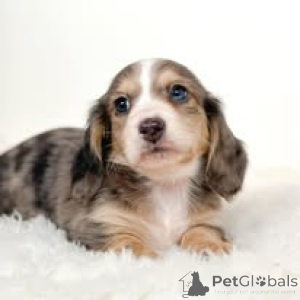 Photo №3. Dackelwelpen zu verkaufen. France