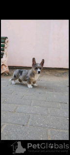 Photo №2 to announcement № 65259 for the sale of welsh corgi - buy in Greece from nursery