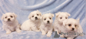 Photo №2 to announcement № 81806 for the sale of maltese dog - buy in Germany private announcement