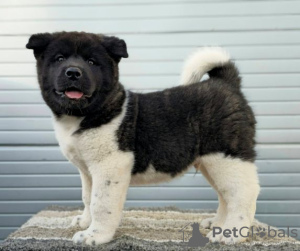 Additional photos: American Akita, TOP puppies