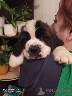 Photo №1. st. bernard - for sale in the city of Крупки | 254$ | Announcement № 15338
